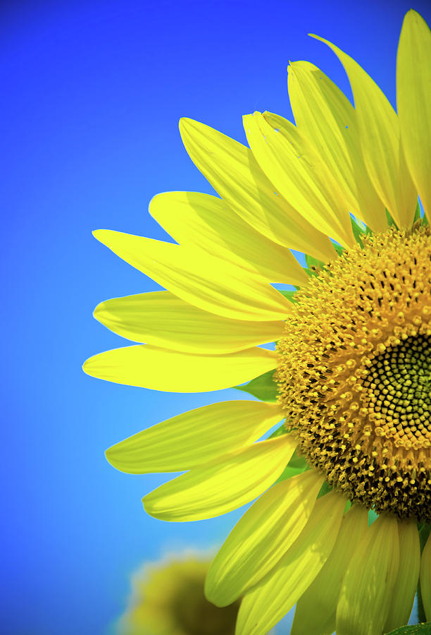 Sunflower Against Blue Sky Photograph By N. Umnajwannaphan