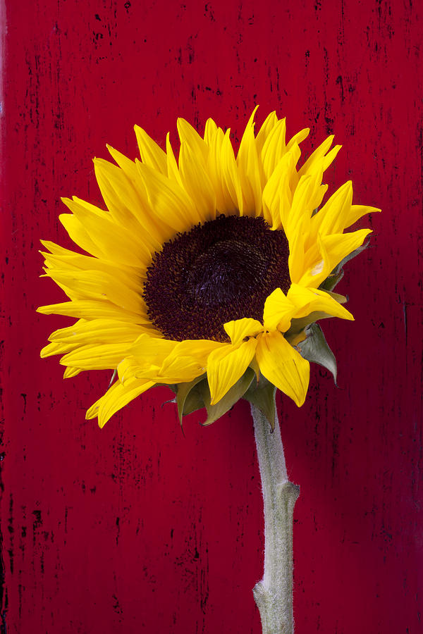 Flower Photograph - Sunflower against red wooden wall by Garry Gay