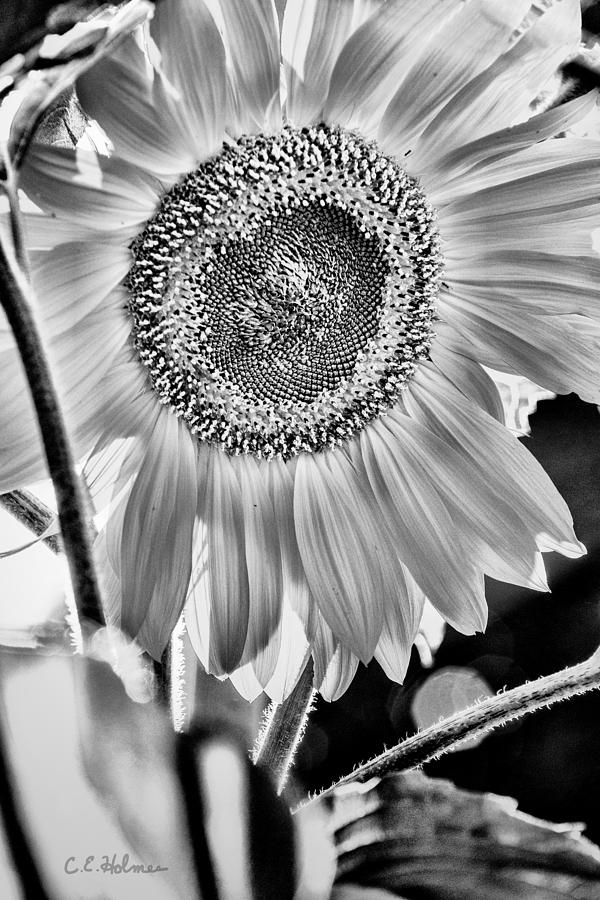 Sunflower Aglow - BW Photograph by Christopher Holmes