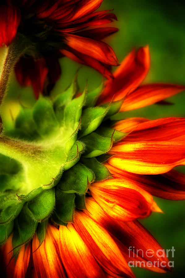 Sunflower  Photograph by Alana Ranney