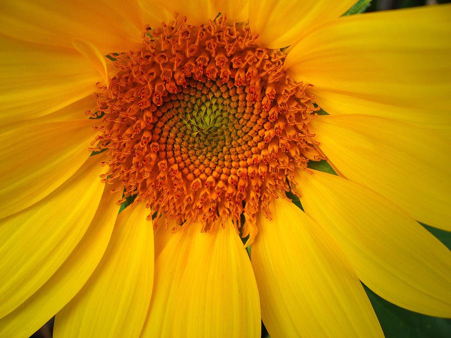 Sunflower Alive Photograph by Stacy Michelle Smith
