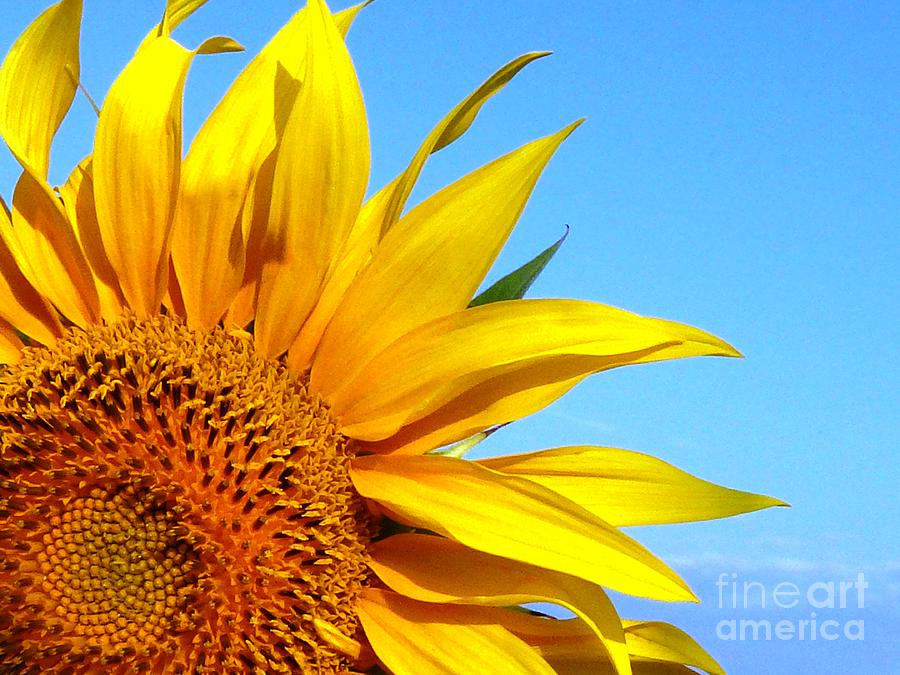 Sunflower Photograph by Amalia Suruceanu