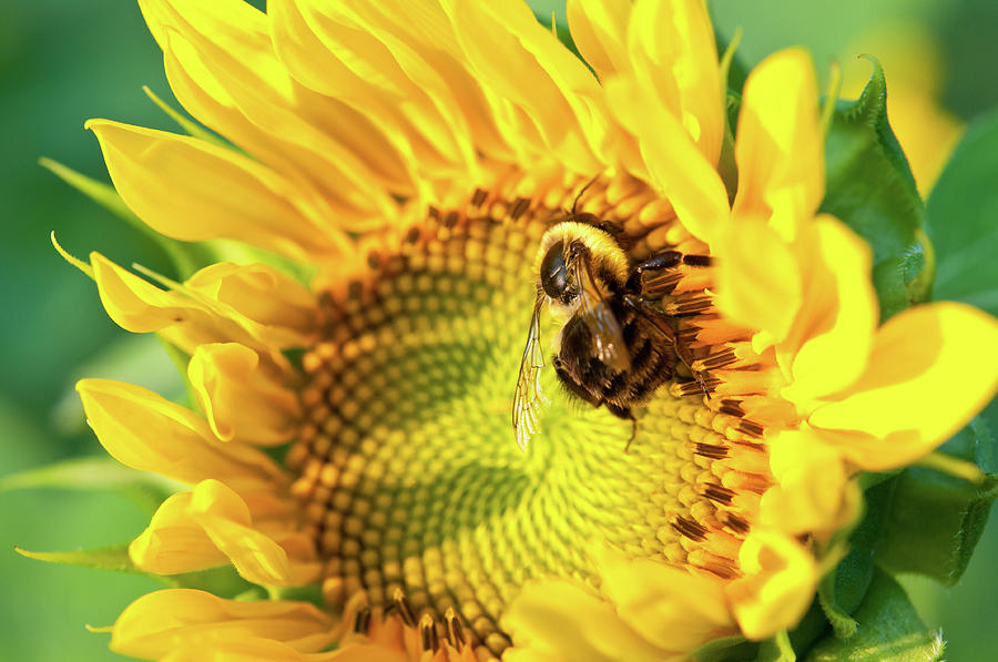 Sunflower and Bee 8443 Photograph by Guy Whiteley