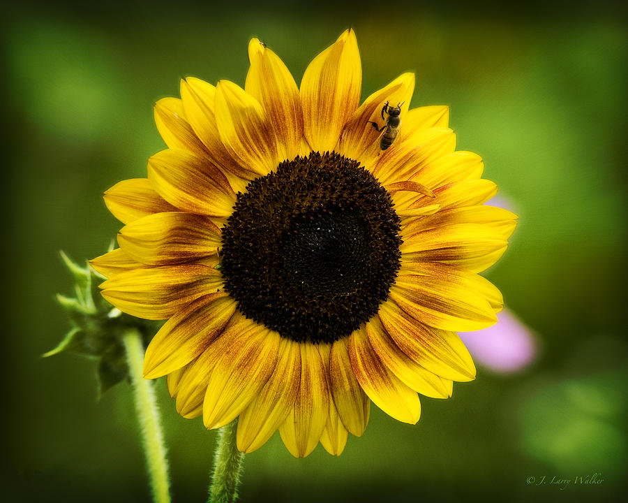 Sunflower And Bee Digital Art by J Larry Walker
