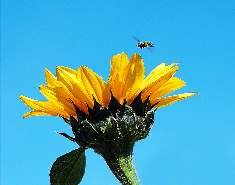 Sunflower and Bee Photograph by Marion McCristall