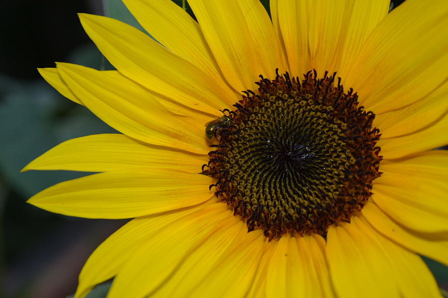 Sunflower and Bee Photograph by Nancy Sisco