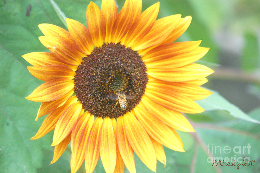 Sunflower and Bee Photograph by Susan Stevens Crosby