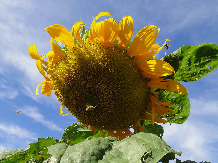 Sunflower and Bees Photograph by Alan Hutchins