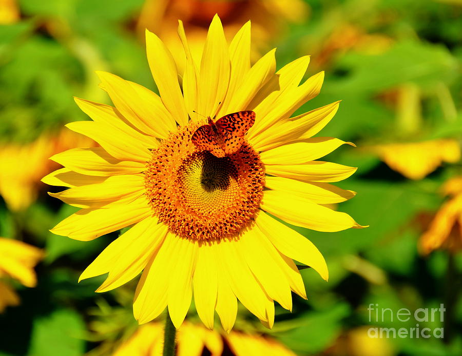Sunflower Photograph - Sunflower and Butterfly by Debbi Granruth