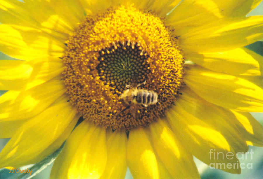 Sunflower and Honey Bee Photograph by Susan Stevens Crosby