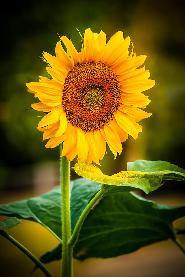 Sunflower and Pollen Photograph by Keith Allen