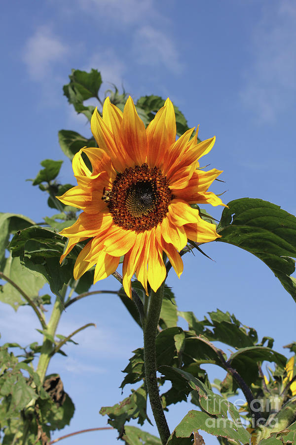 Sunflower and Sky Photograph by Donna L Munro