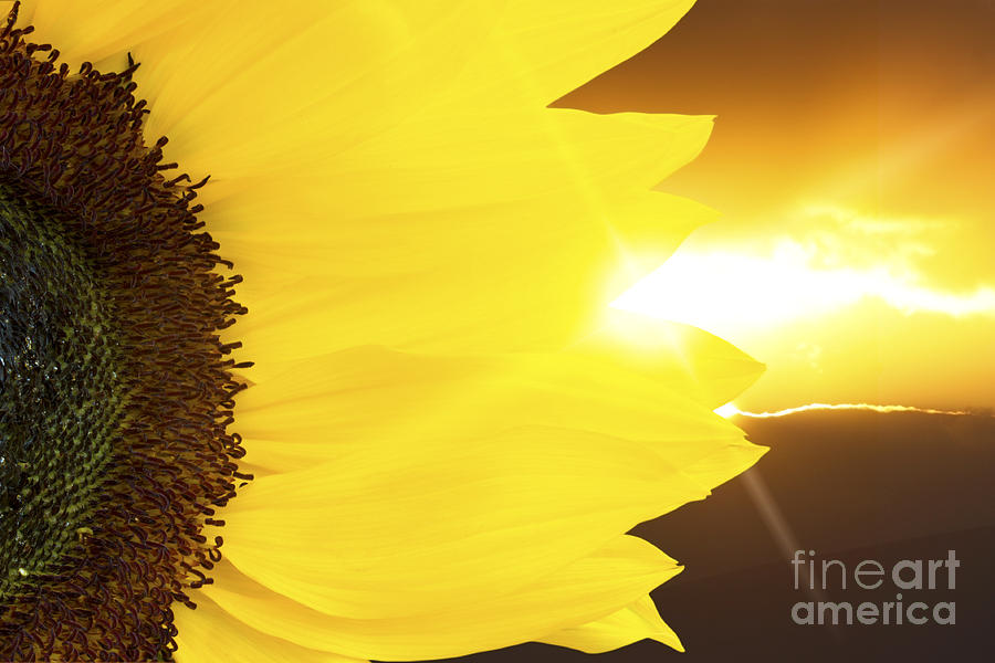 Sunflower and sunset Photograph by Simon Bratt