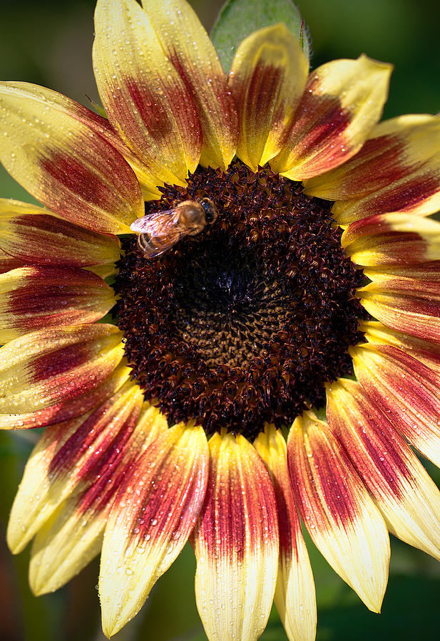 Sunflower Photograph by Anna Rumiantseva