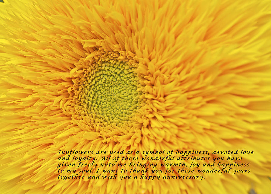 Sunflower Photograph - Sunflower Anniversary_2881 by Michael Peychich