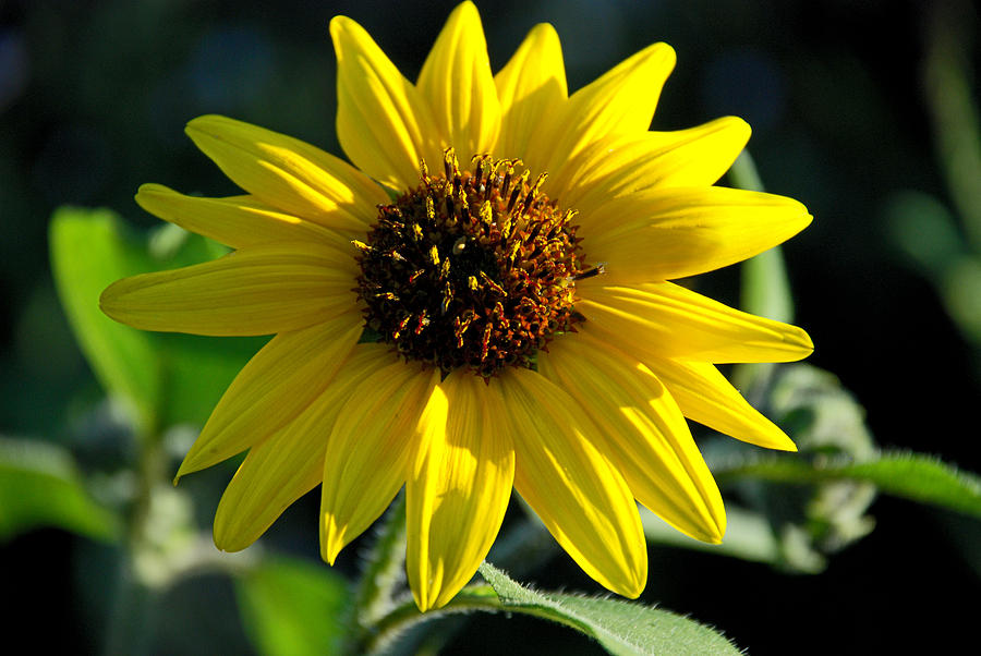 Sunflower Photograph by Anthony Citro
