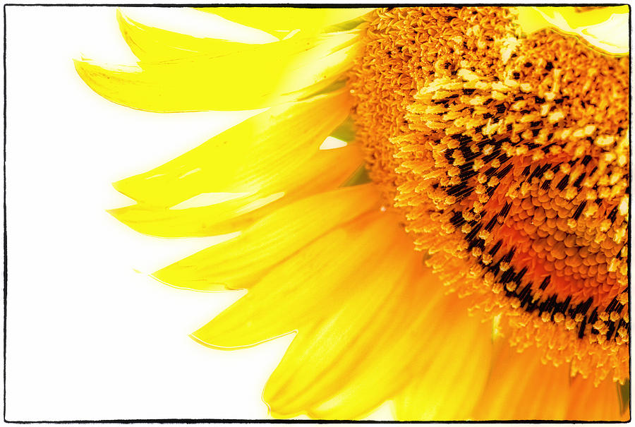 Sunflower Art Photograph by Joe Myeress