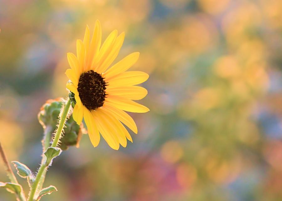 Sunflower at Sunrise Photograph by Elizabeth Budd