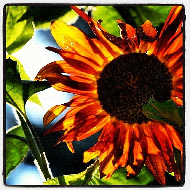 Sunflower. Backlighting Provided By God Photograph by Paula Gardner