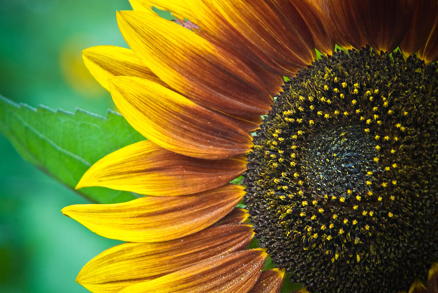 Sunflower Beauty Photograph by Craig Leaper