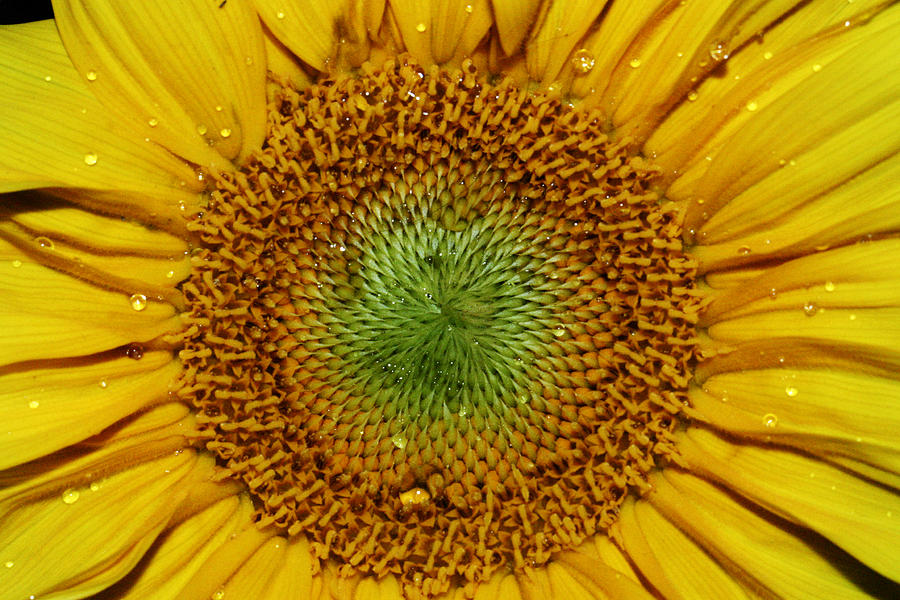 Sunflower Photograph by Benjamin Dahl