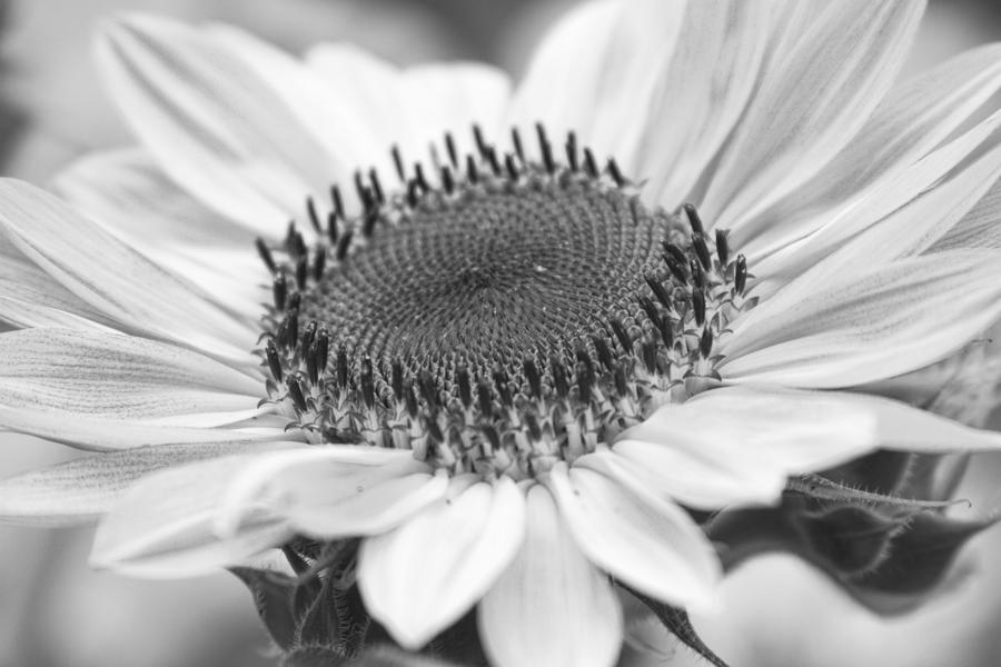 Sunflower Bloom Black and White Photograph by James BO Insogna
