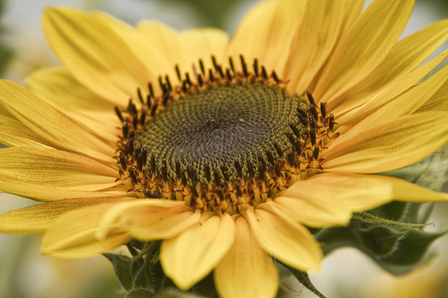 Sunflower Bloom Photograph by James BO Insogna