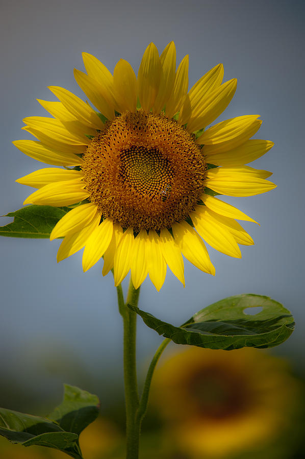 Sunflower Photograph - Sunflower Bow by Rick Hartigan