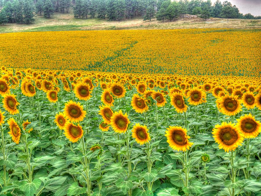 Sunflower Brigrade Photograph by HW Kateley