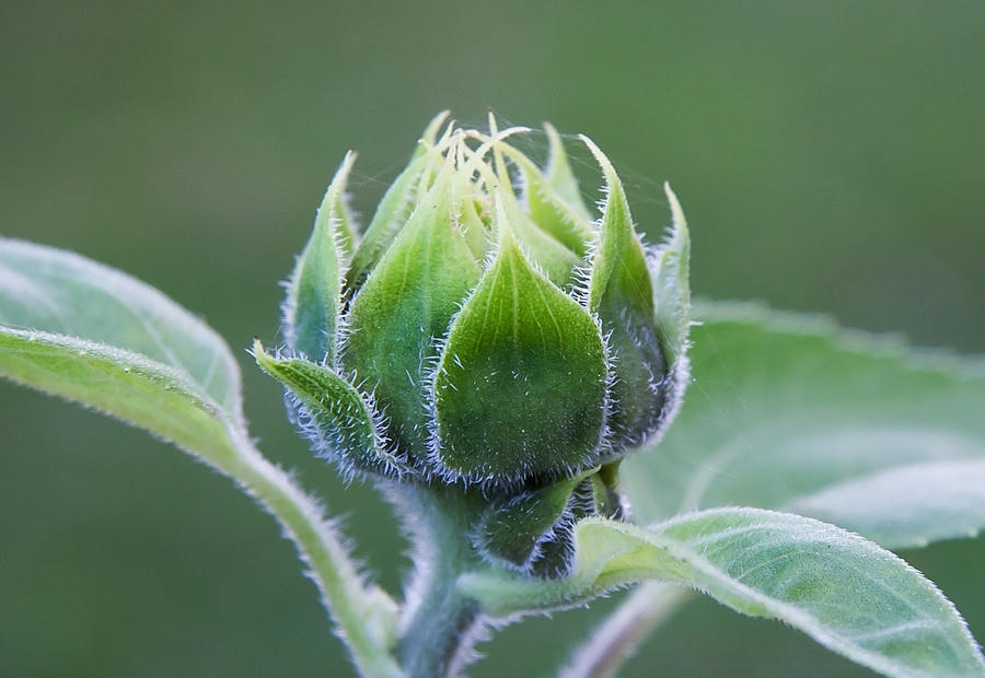 Sunflower Bud Photograph by Jeff Galbraith