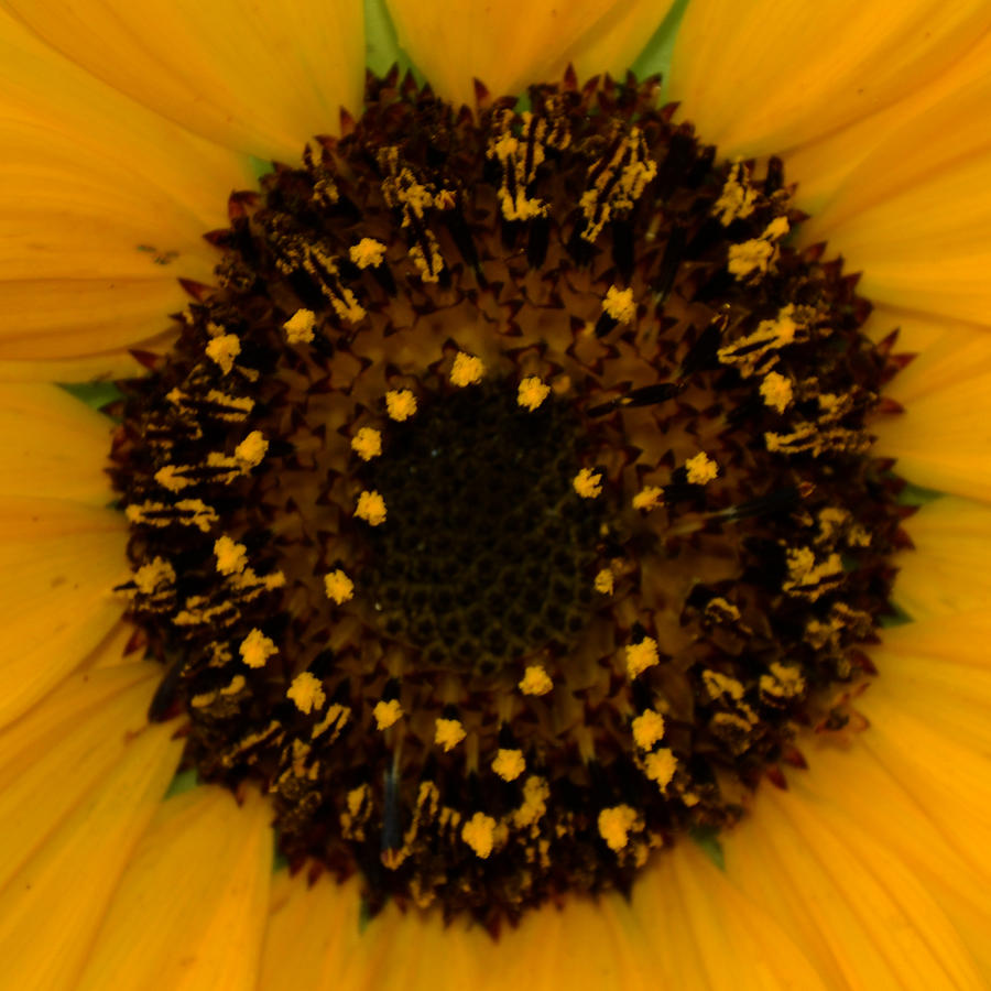 Sunflower Burst Photograph by Greni Graph