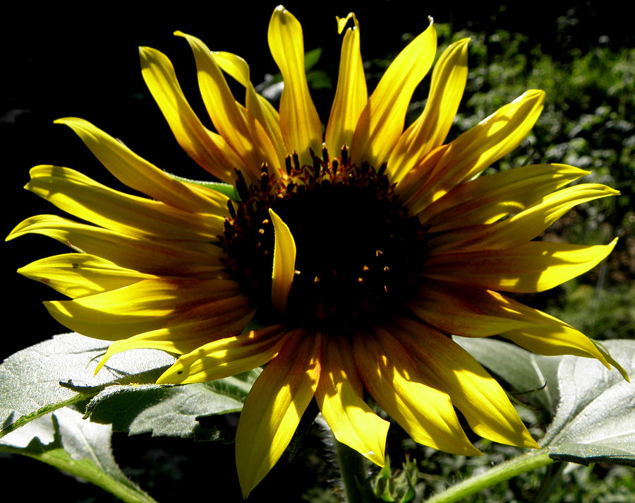 Sunflower Burst Photograph by Kim Galluzzo