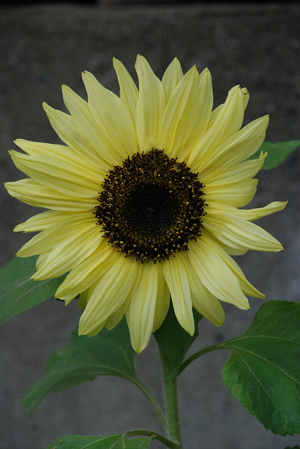 Sunflower Photograph by Carol Eliassen