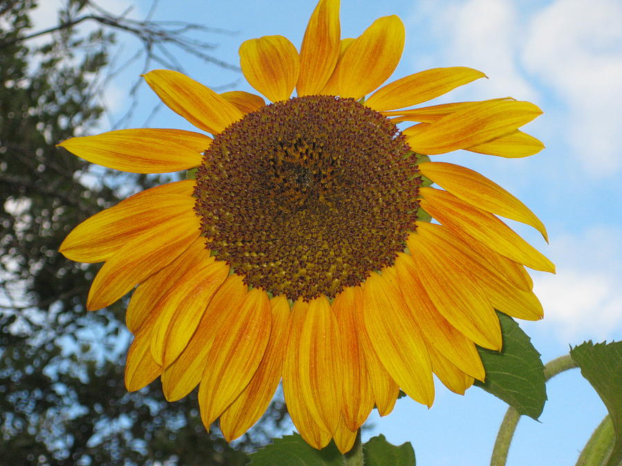 Sunflower Photograph by Dr Carolyn Reinhart
