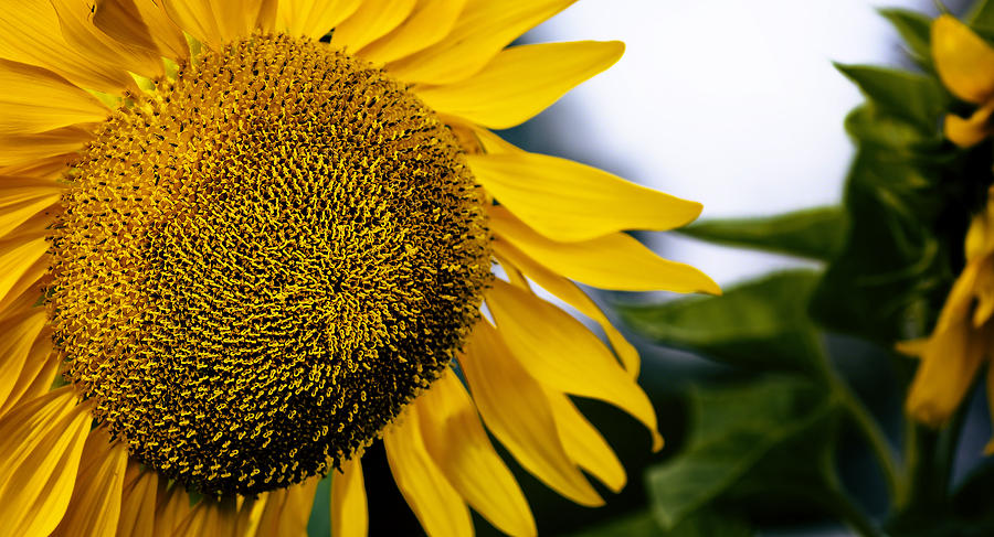 Sunflower Center Photograph by Melissa Connors - Fine Art America