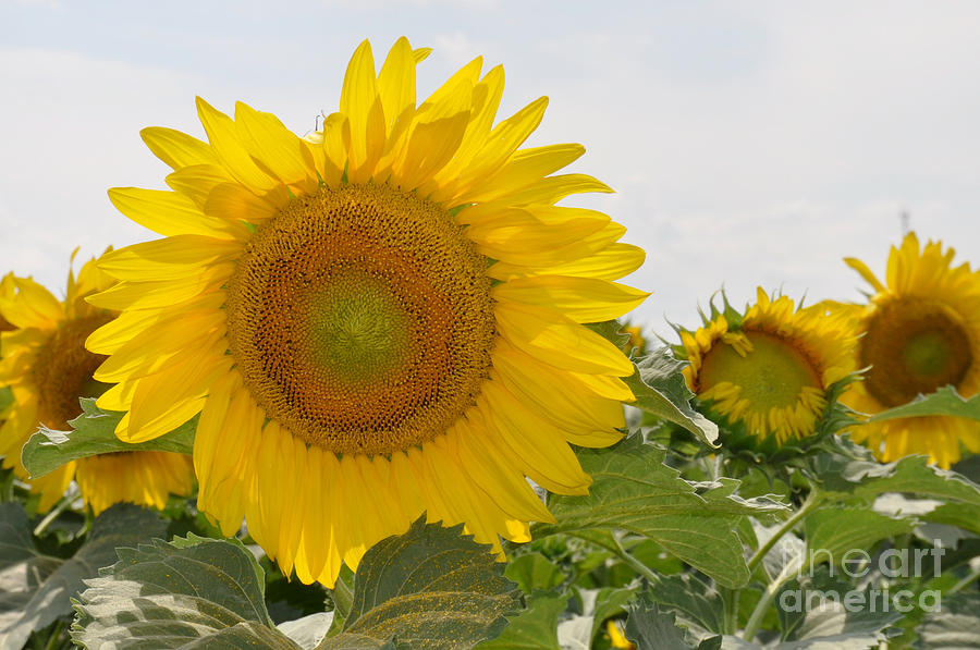 Sunflower Photograph by Cheryl McClure