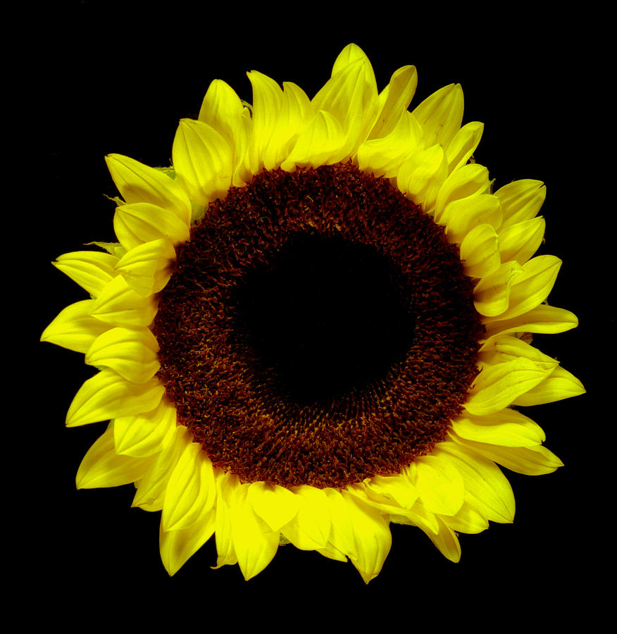 Flower Photograph - Sunflower. by Chris  Kusik
