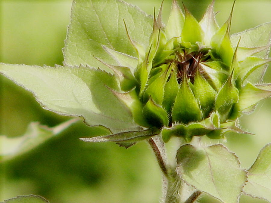 Flower Photograph - Sunflower Chrysalis by Rory Siegel