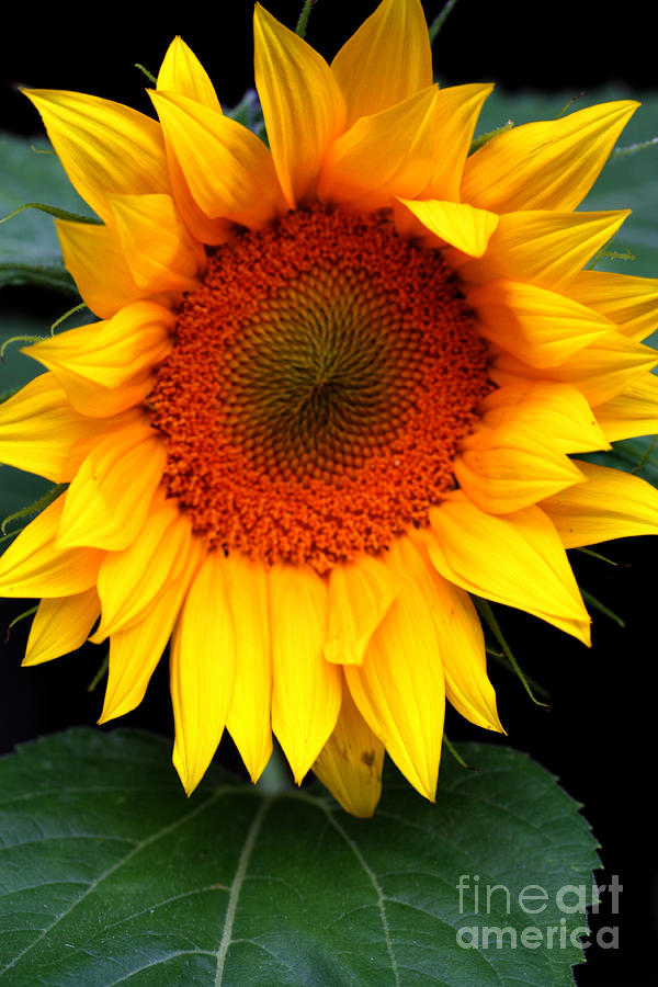 Sunflower Close up Photograph by Nick Gustafson