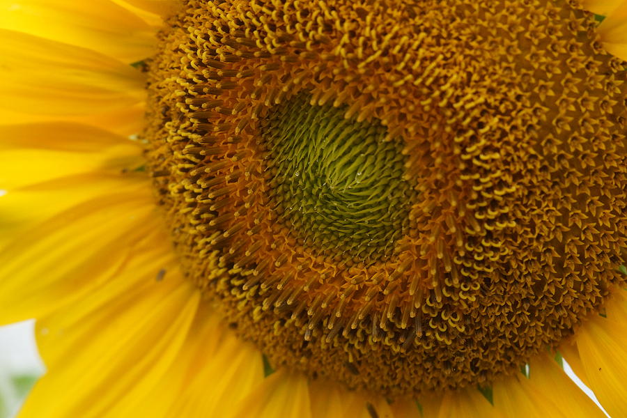 Sunflower Closeup Photograph by Alan Hutchins