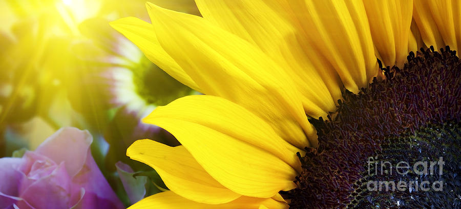 Sunflower close up in landscape Photograph by Simon Bratt