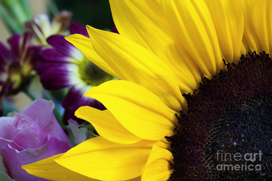 Sunflower closeup Photograph by Simon Bratt