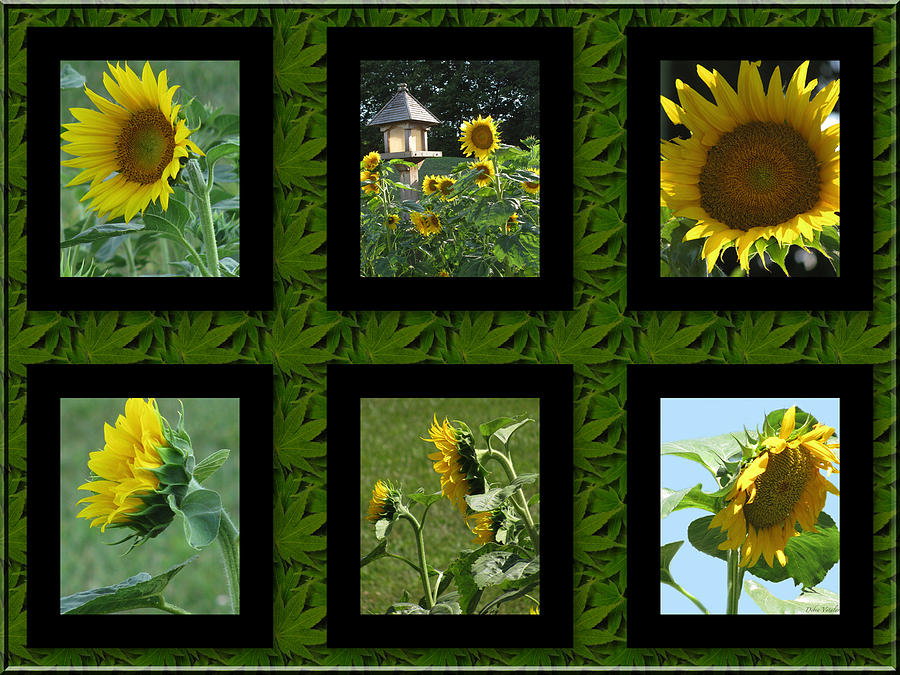Sunflower Collage Photograph by Debra     Vatalaro