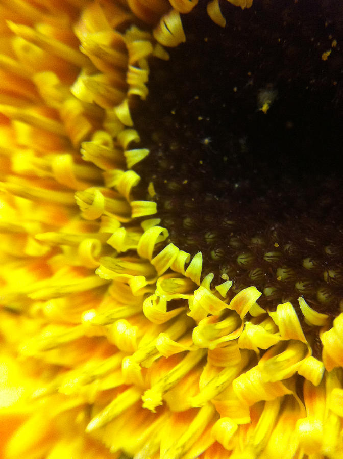 Sunflower corner Photograph by Naomi Wittlin