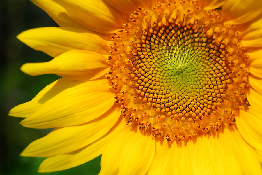 Sunflower Photograph by Craig Leaper