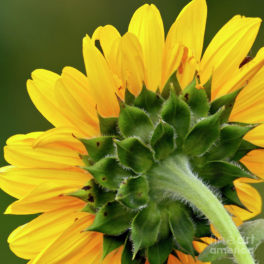 Sunflower D005727a Photograph by Daniel Dempster