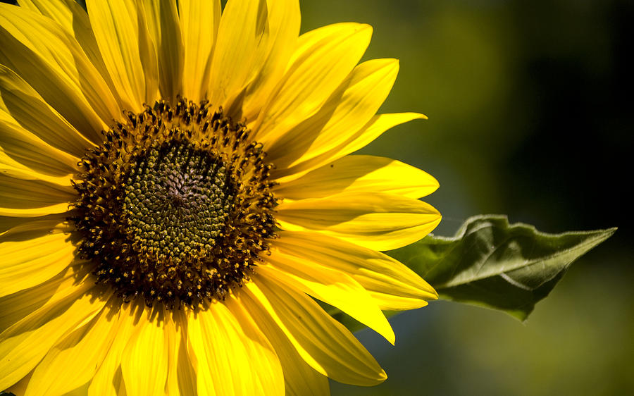 Sunflower Dance Photograph by Denise Young