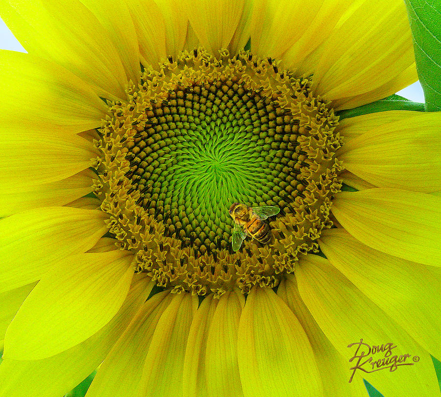 Sunflower Dance Painting by Doug Kreuger