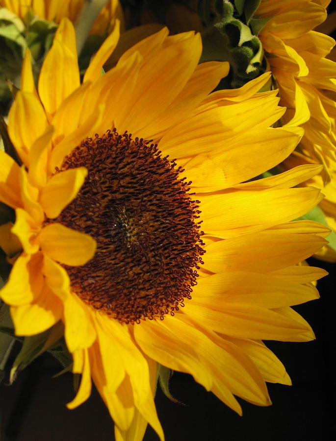 Sunflower--Dappled Light Photograph by Vikki Bouffard