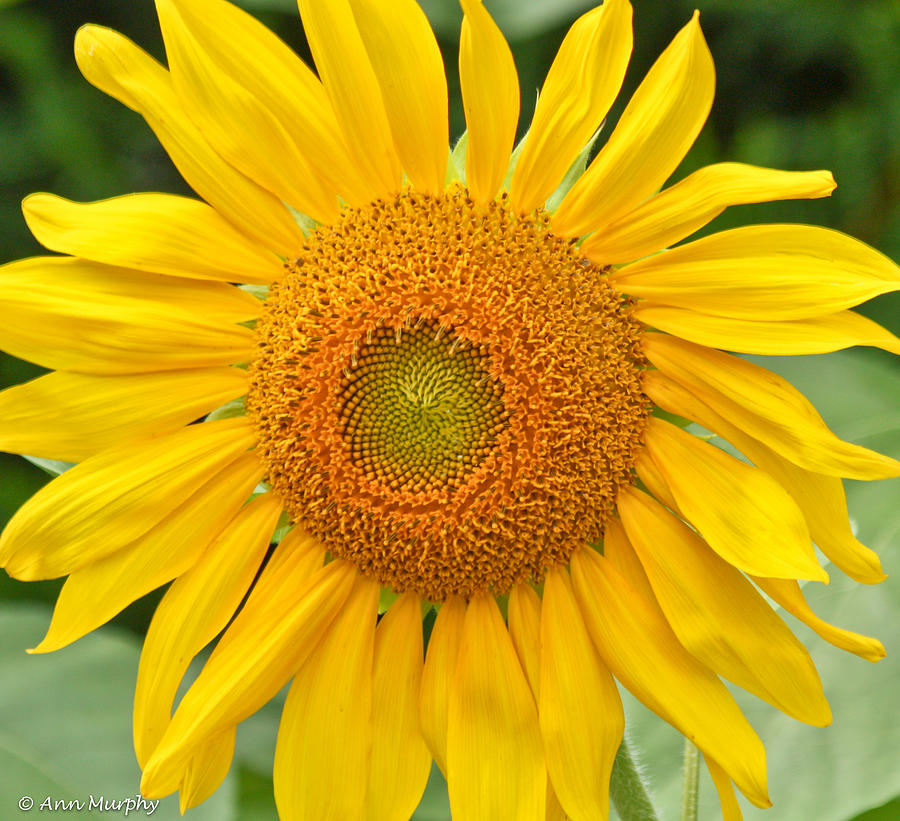 Sunflower Days Photograph by Ann Murphy